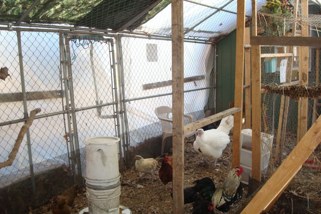 Chain link dog kennel for chicken run enclosure ? Page 2 BackYard